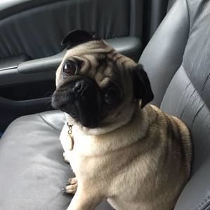 Meet your Posher, Monica